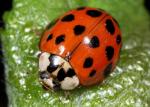 Harlequin - Ladybird species | CHIAMAIAS JISHEBI | ჭიამაიას ჯიშები